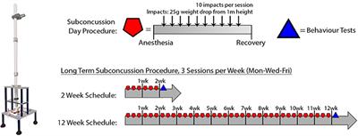 Repeated Long-Term Sub-concussion Impacts Induce Motor Dysfunction in Rats: A Potential Rodent Model